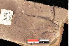 Foto (Detailsansicht) von Quercus palaeoilex Ettingshausen (NHMW-GEO-2024-0188-0925)